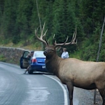 Elk Trail Ridge Road