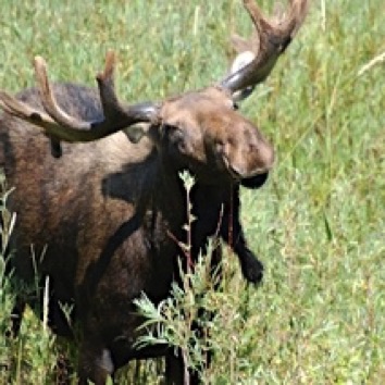 Moose Jackson Hole, WY