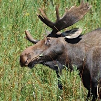 Moose Jackson Hole, WY