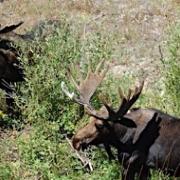 Moose Jackson Hole, WY